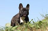 BOULEDOGUE FRANCAIS 507